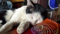 Close up Black and white cat sleeping on red mat or cotton. Royalty Free Stock Photo