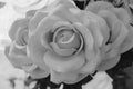 Close up black and white color of rose flowers made from fabric is petals soft sweet tones of sweet style. Royalty Free Stock Photo