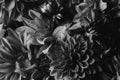 Close-up of black and white contrasting chrysanthemum flowers.