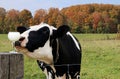 Close-up of black and white cow investigating a glass of milk on a fall day Royalty Free Stock Photo