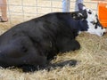 Black and white cow lying on dried grass inside a cage at an agriculture fair and exhibit Royalty Free Stock Photo