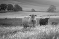 Close up of a black and white cows grazing on pasture in a field on a farm with the sun setting below in australia Royalty Free Stock Photo