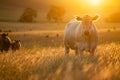 Close up of a black and white cows grazing on pasture in a field on a farm with the sun setting below in australia Royalty Free Stock Photo