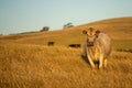 Stud Angus cows in a field free range beef cattle on a farm. Portrait of cow close up in golden light in australia Royalty Free Stock Photo