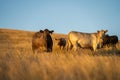 Close up of a black and white cows grazing on pasture in a field on a farm with the sun setting below in australia Royalty Free Stock Photo