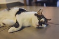 Close up black and white cute cat lying down on the outdoor tile floor and looking some thing . Royalty Free Stock Photo