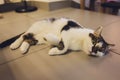 Close up black and white cute cat lying down on the outdoor tile floor and looking some thing . Royalty Free Stock Photo