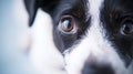 A close up of a black and white dog with brown eyes, AI Royalty Free Stock Photo