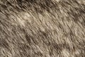 close up black and white dog skin for texture and pattern Royalty Free Stock Photo