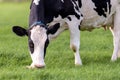 Close up of a grazing dutch cow