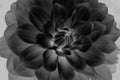 Close up of black and white flower Royalty Free Stock Photo