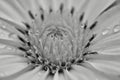 Close up of a black and white flower with water droplets Royalty Free Stock Photo