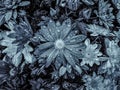 Close up in black and white of garden flowers touched by raindrops. Royalty Free Stock Photo