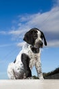 Close-up black and white german shorthaired pointer puppy dog Royalty Free Stock Photo