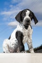 Close-up black and white german shorthaired pointer puppy dog Royalty Free Stock Photo