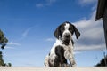 Close-up black and white german shorthaired pointer puppy dog Royalty Free Stock Photo