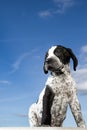 Close-up black and white german shorthaired pointer puppy dog Royalty Free Stock Photo