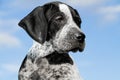 Close-up black and white german shorthaired pointer puppy dog Royalty Free Stock Photo