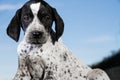 Close-up black and white german shorthaired pointer puppy dog Royalty Free Stock Photo