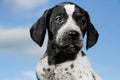 Close-up black and white german shorthaired pointer puppy dog Royalty Free Stock Photo