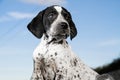 Close-up black and white german shorthaired pointer puppy dog Royalty Free Stock Photo