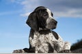 Close-up black and white german shorthaired pointer puppy dog Royalty Free Stock Photo