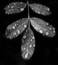 Close up black and white image of delicate green leaves covered in water droplets from a recent summer rain. Royalty Free Stock Photo