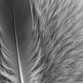 Close-up of a black and white image featuring a detailed feather alongside a textured Royalty Free Stock Photo