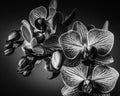 Close up black and white image of orchid bulb and blooms