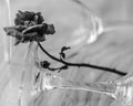 Close up black and white image of wine glasses and a single rose Royalty Free Stock Photo