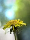 Dandelion in a field with blurry background