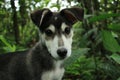 Close up of a black with white innocent and cute head of old puppy with forest in the background