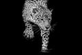 Close up black and white Jaguar Portrait Royalty Free Stock Photo