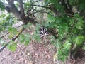 Close Up of a Black and White Ladybird sitting on the branch