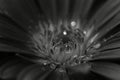 Close up black and white macro of a flower with water droplets Royalty Free Stock Photo
