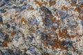 Close-up of black and white natural stone surface covered with orange lichen as a background Royalty Free Stock Photo