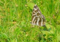 Nymphalidae butterfly