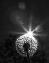 Close up black and white photo of a dandelion plant with sun shining from behind it creating a decorative lens flare