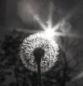 Close up black and white photo of a dandelion plant with sun shining from behind it creating a decorative lens flare Royalty Free Stock Photo