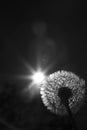 Close up black and white photo of a dandelion plant with sun shining from behind it creating a decorative lens flare Royalty Free Stock Photo