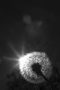 Close up black and white photo of a dandelion plant with sun shining from behind it creating a decorative lens flare