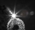 Close up black and white photo of a dandelion plant with sun shining from behind it creating a decorative lens flare Royalty Free Stock Photo