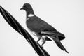 A close up black and white picture of a pigeon bird sitting on an high voltage electric wire Royalty Free Stock Photo