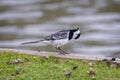 Close up of pied wagtail with bizarre upside down head