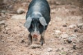 Close up of a black and white pig walking through a farmyard Royalty Free Stock Photo