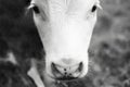 Close-up black and white portrait of baby cow. Royalty Free Stock Photo