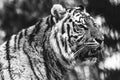 close up black and white portrait of the head of a Siberian tiger standing up. The big cat is a dangerous predator, has orange and Royalty Free Stock Photo