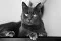 Close up black and white portrait of short hair cat. Blurred background. Impressive harsh and severe cat look. Animal in our home.