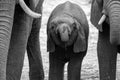A close up black and white portrait of a young baby elephant drinking Royalty Free Stock Photo