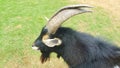 Close up of a black and white pygmy goat with horns in the grass field Royalty Free Stock Photo